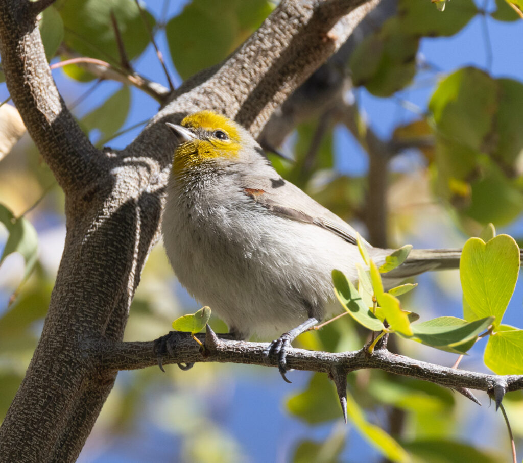 Verdin at Tuscon Botanical Garden