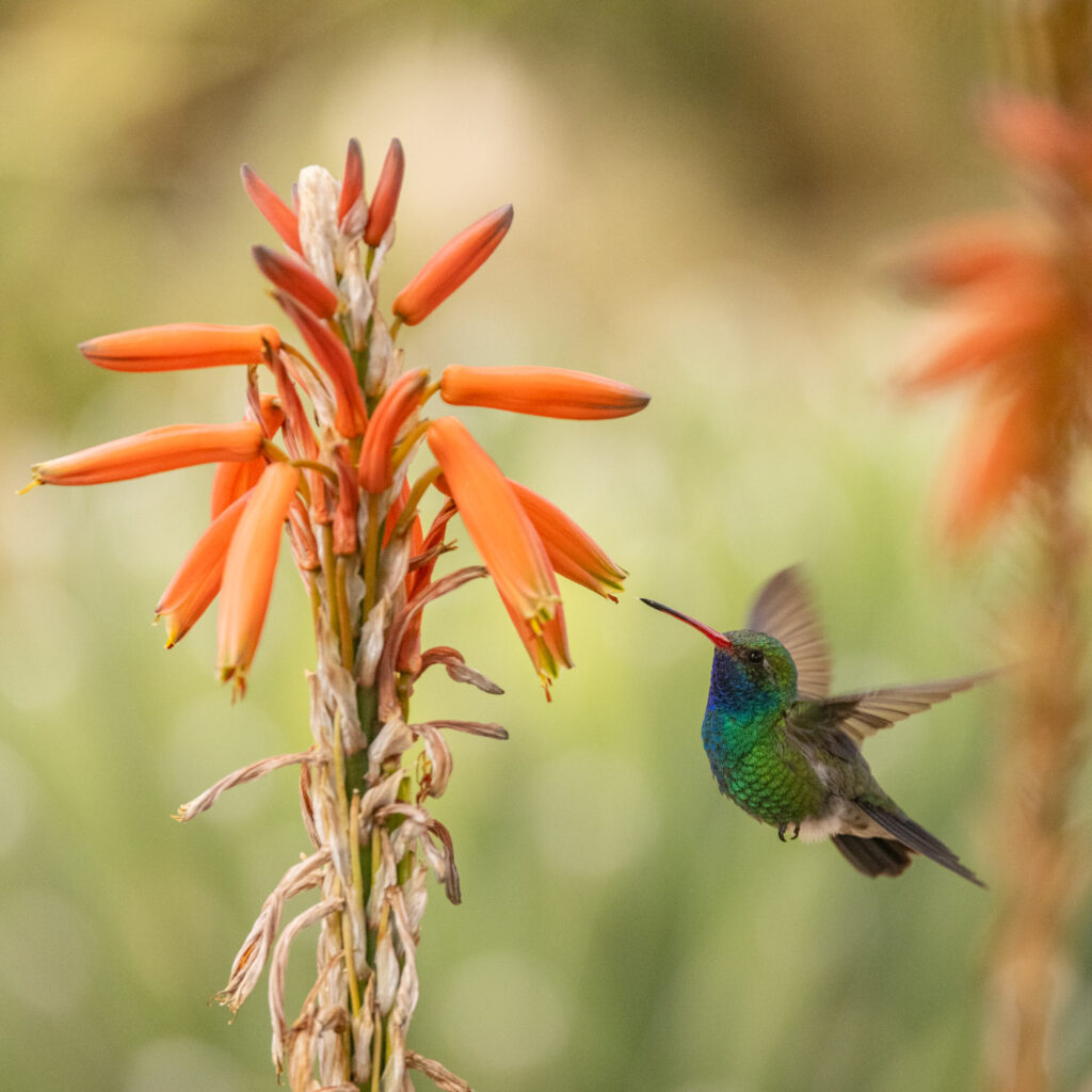 Broad-billed Hummingbird at Tuscon Botanical Garden