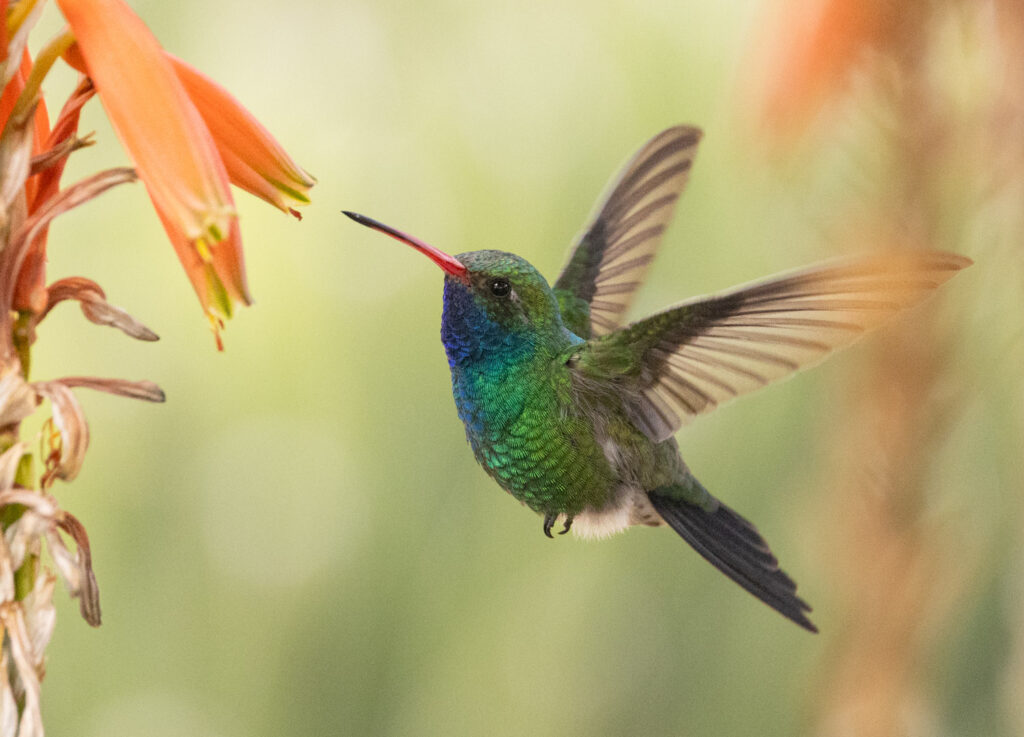 Broad-billed Hummingbird at Tuscon Botanical Garden