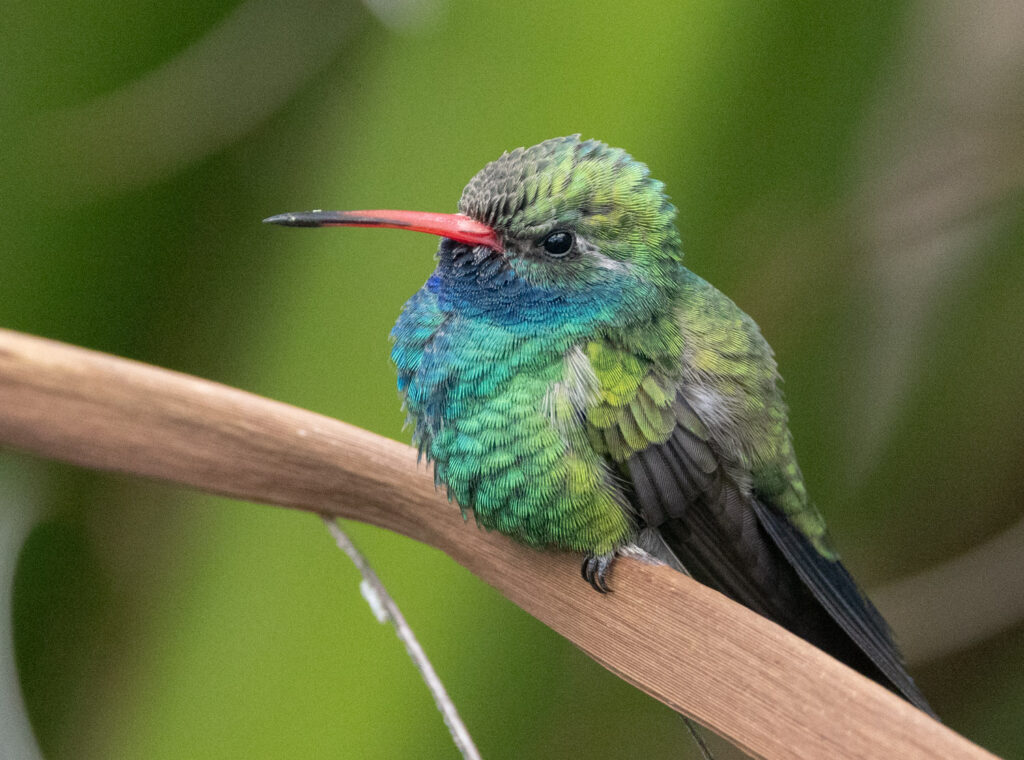 Broad-billed Hummingbird at Tuscon Botanical Garden