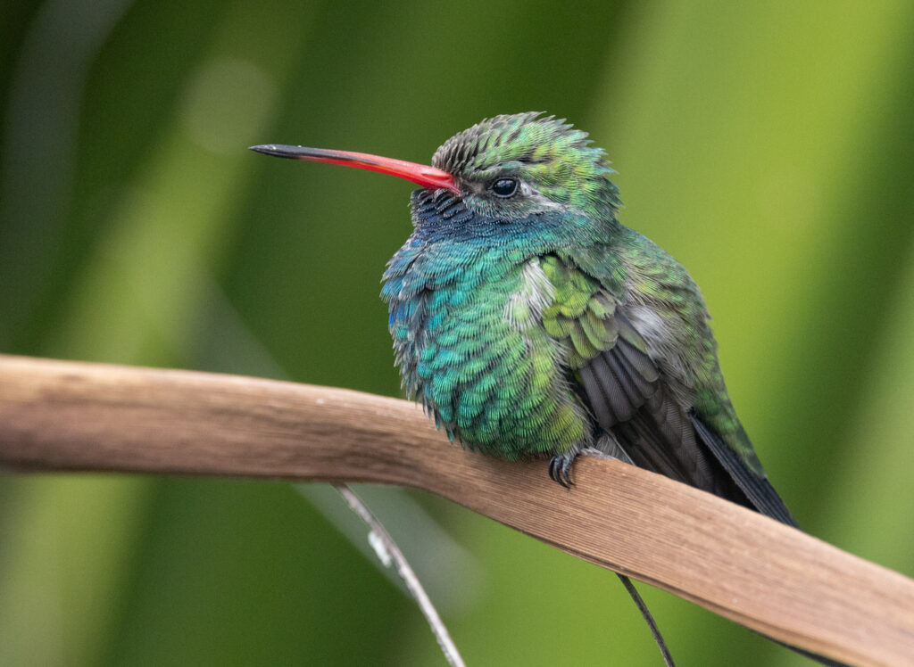 Broad-billed Hummingbird at Tuscon Botanical Garden