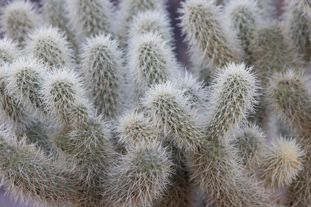 Cactus at West Saguaro National Park