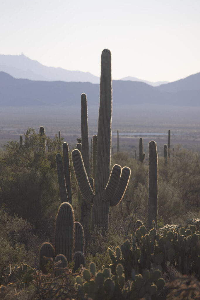 Saguaro at West Saguaro National Park