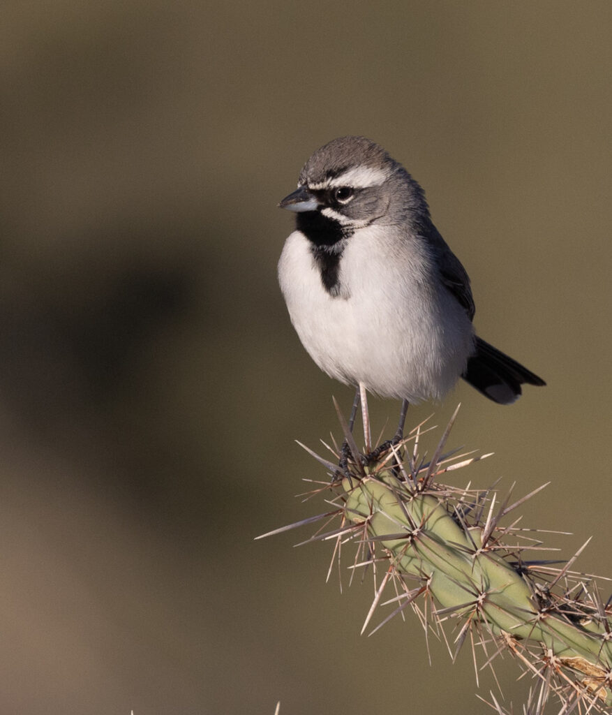 Black-throated Sparrow at West Saguaro National Park