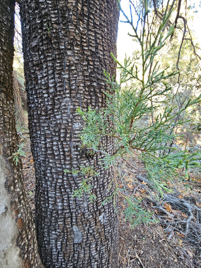 Alligator Juniper at Madera Canyon, Arizona