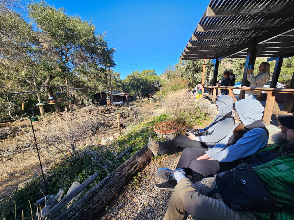 Bird Watching at Madera Canyon, Arizona