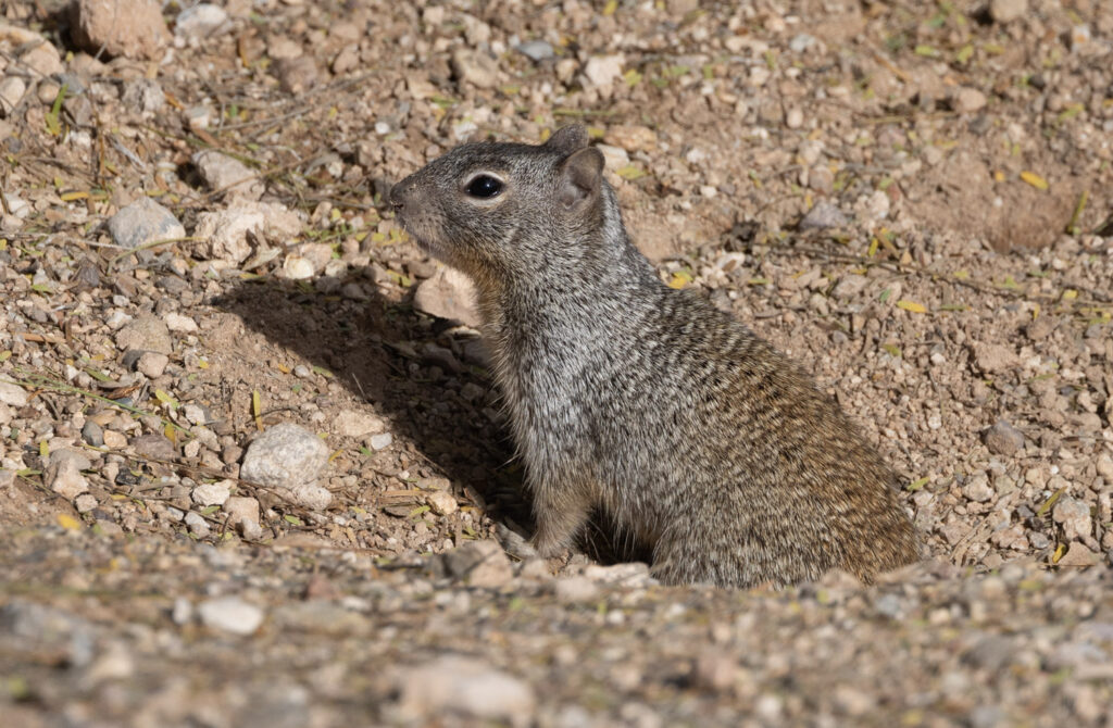 Ground Squirrel in Tucson, Arizona