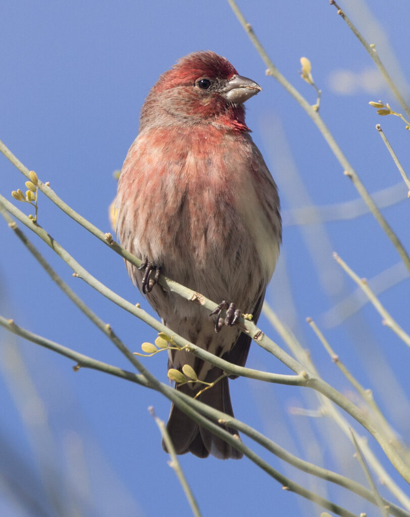 House Finch in Tuscon, Arizona