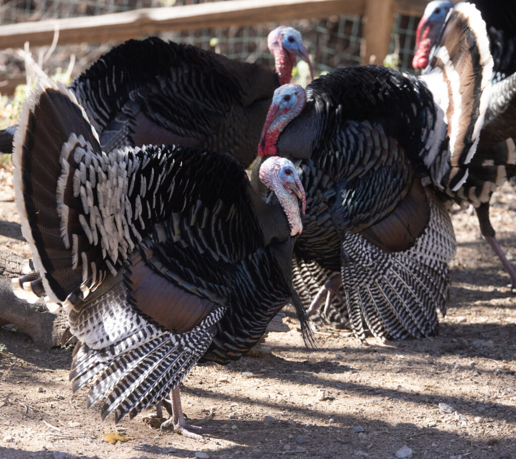 Wild Turkeys at Madera Canyon, Arizona