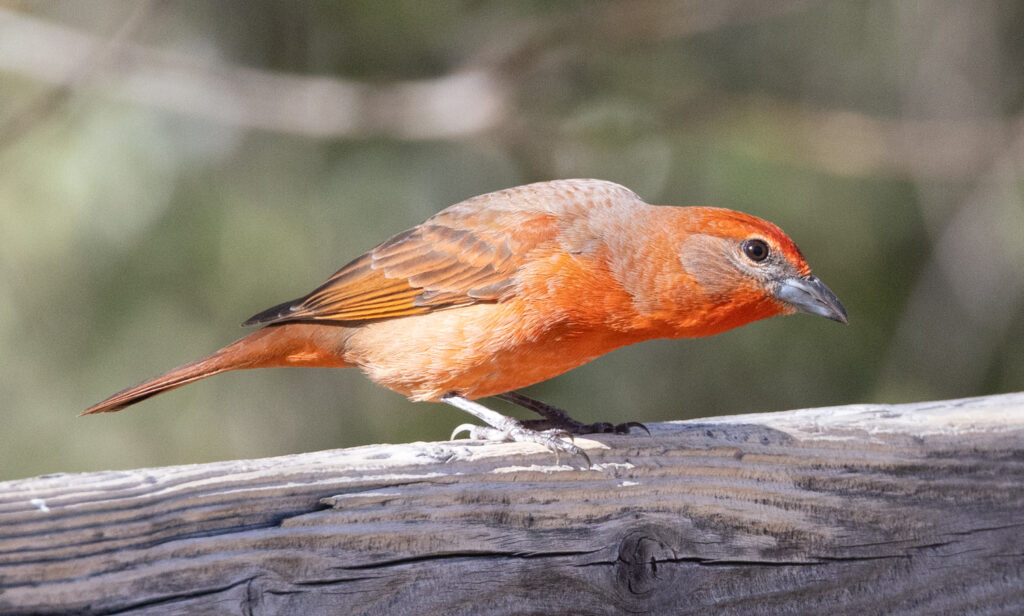 Hepatic Tanager at Madera Canyon, Arizona