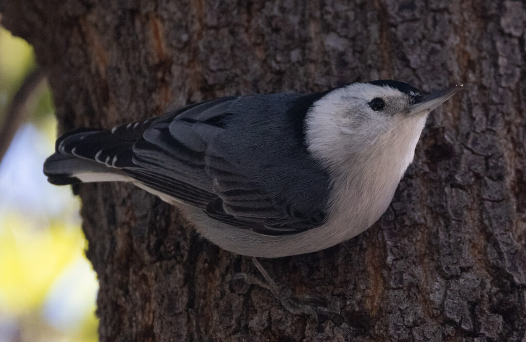 White-breasted Nuthatch at Madera Canyon, Arizona