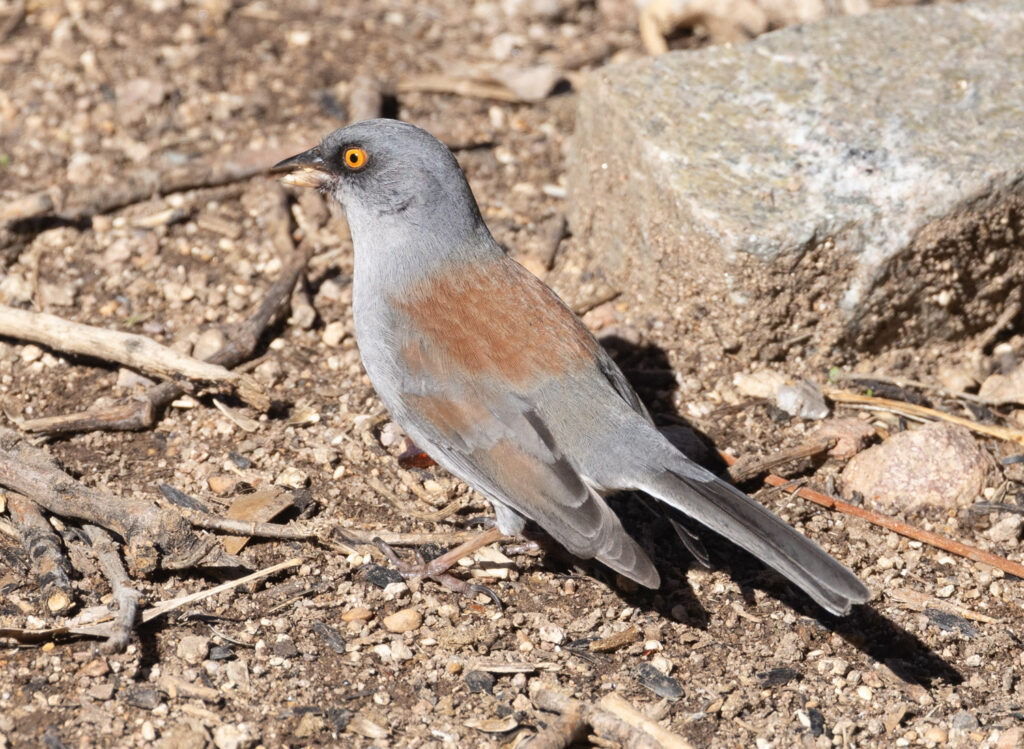 Yellow-eyed Jucno at Madera Canyon, Arizona