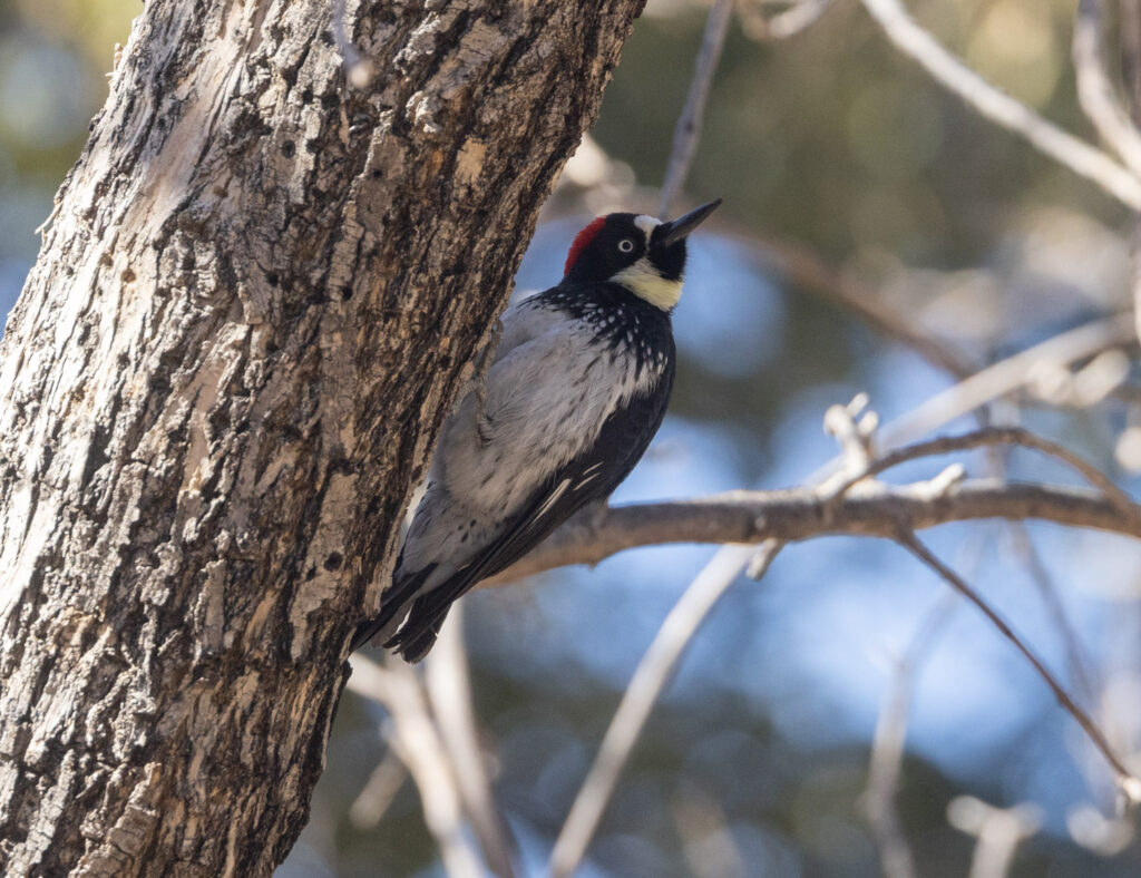 Acorn Woodpecker at Madera Canyon, Arizona