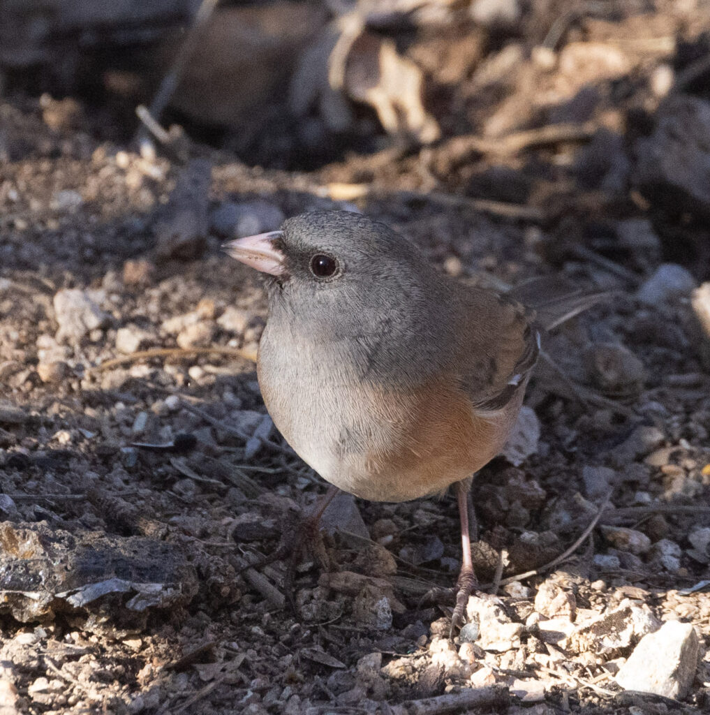 Dark-eyed Junco at Madera Canyon, Arizona