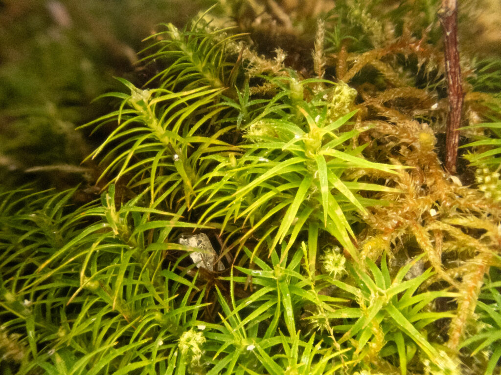 Moss (Polytrichaceae)