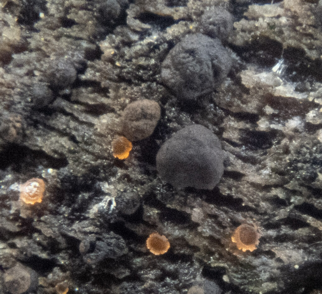 Fungus