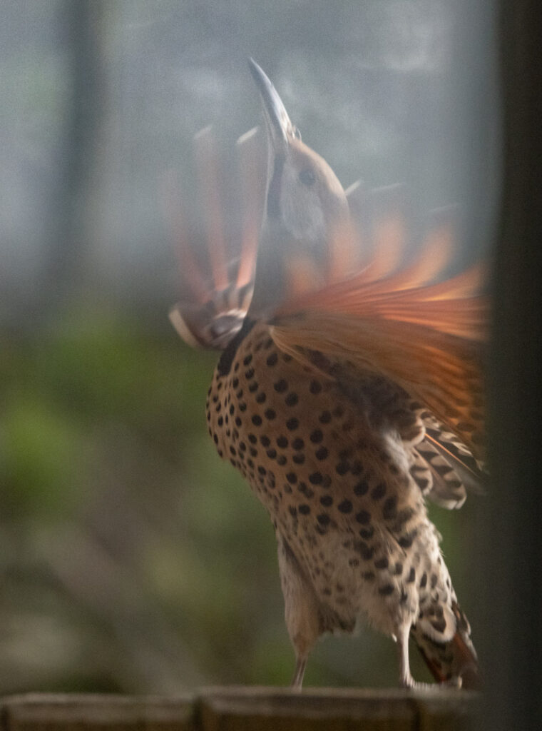 Northern Flicker