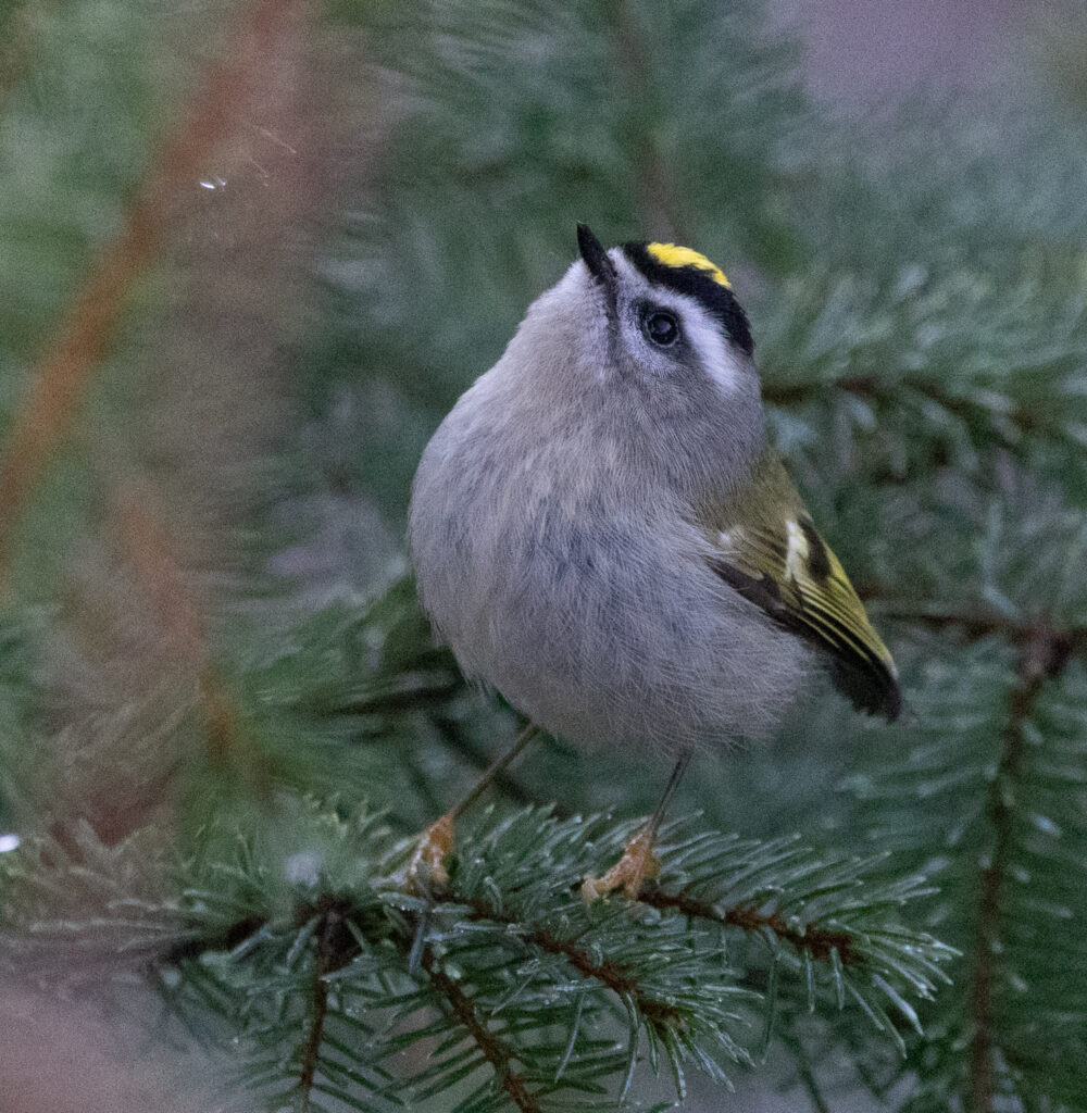 Golden-crowned Kinglet