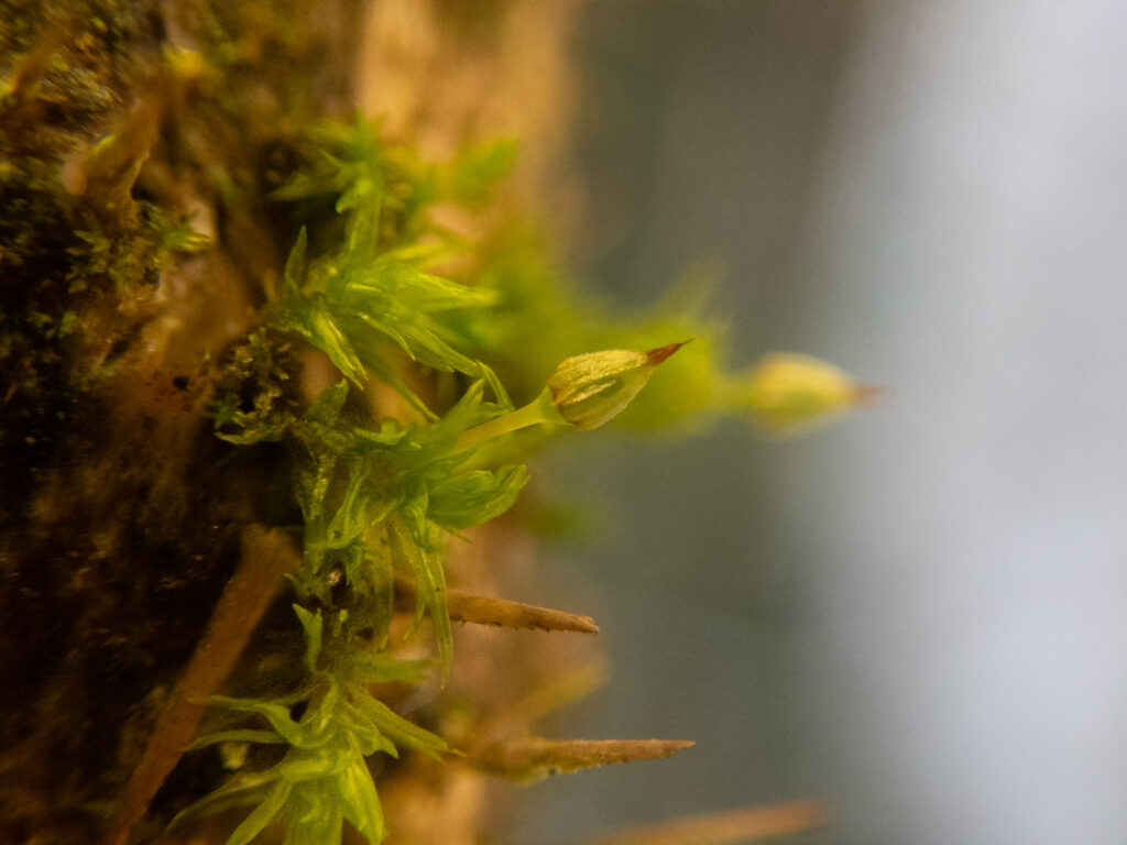 <em>Orthotrichum pulchellum</em>