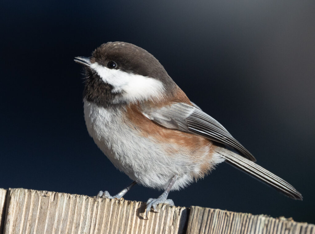 Chestnut-backed Chickadee