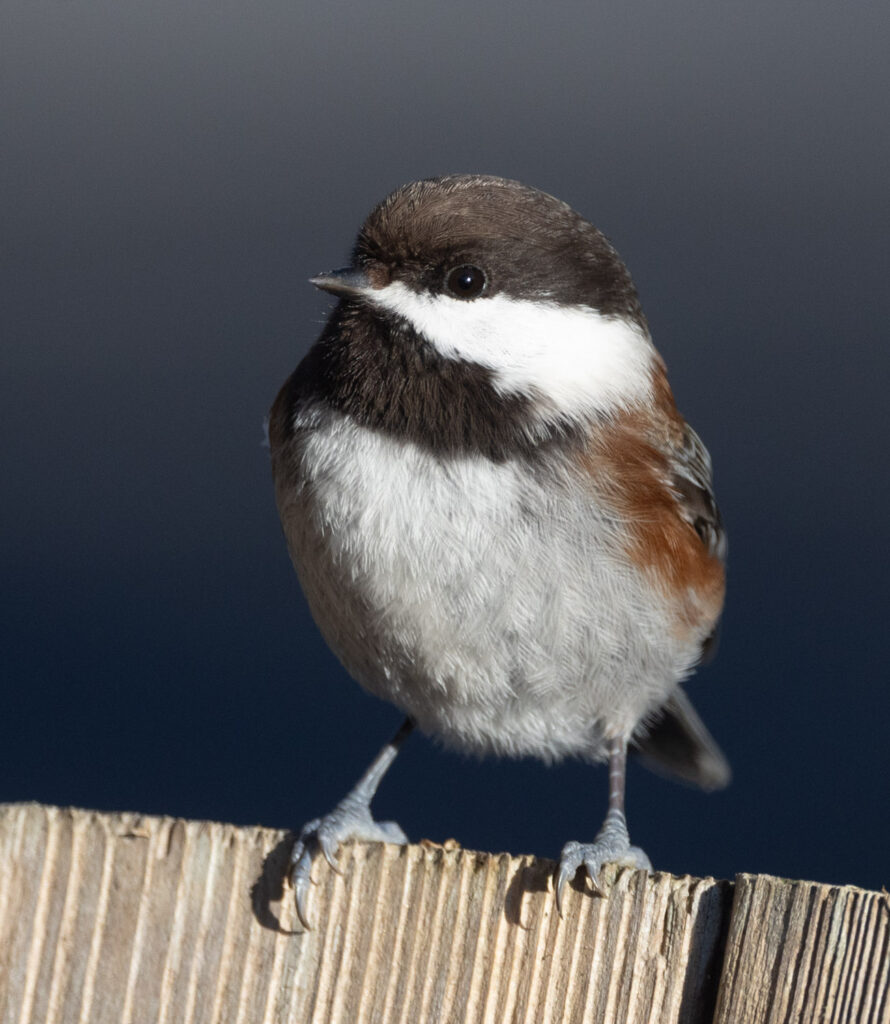 Chestnut-backed Chickadee