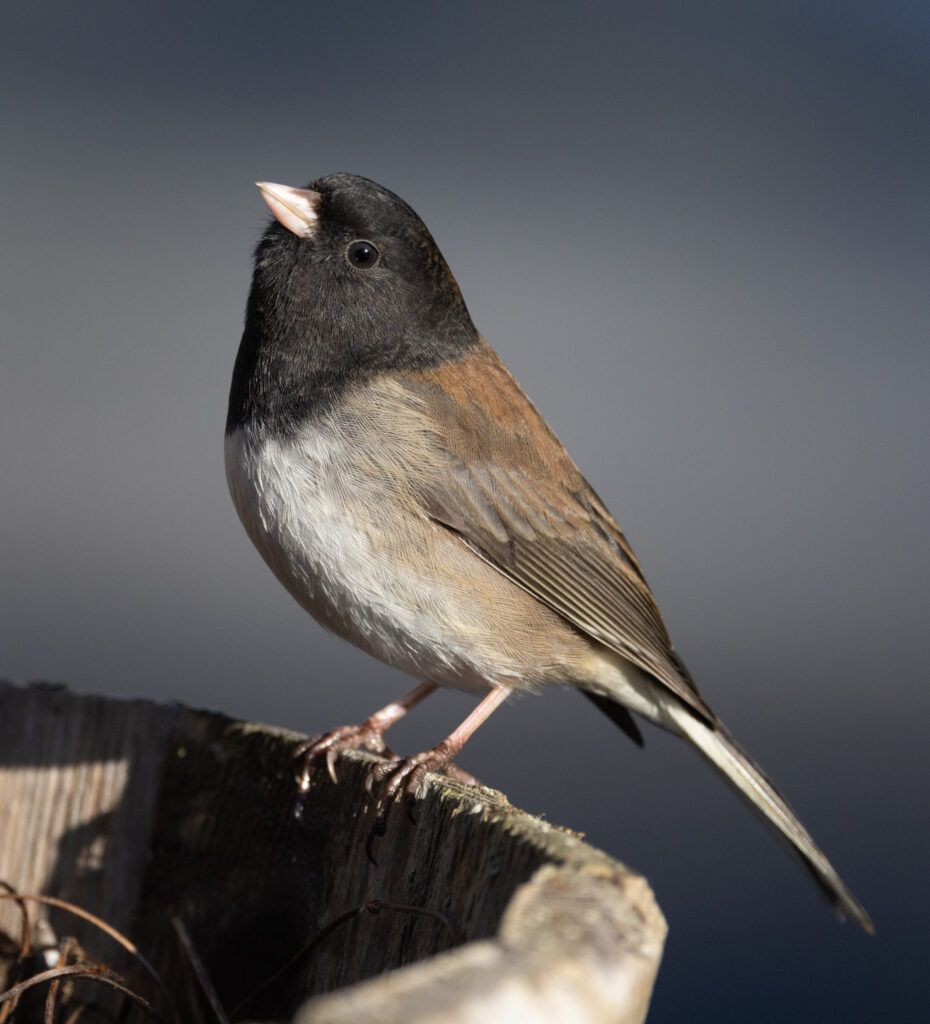 Dark-eyed Junco