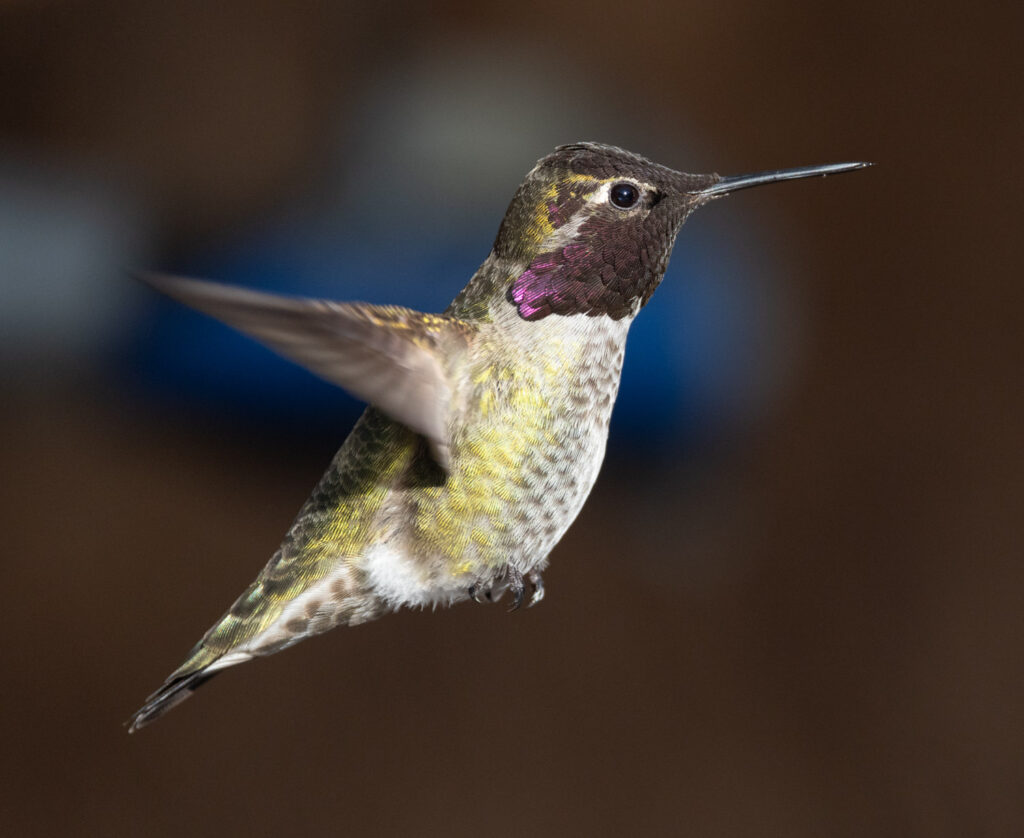 Anna's Hummingbird