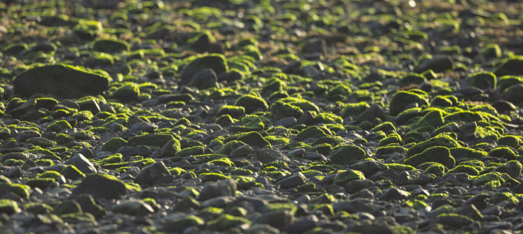 Green Tidal Cobbles