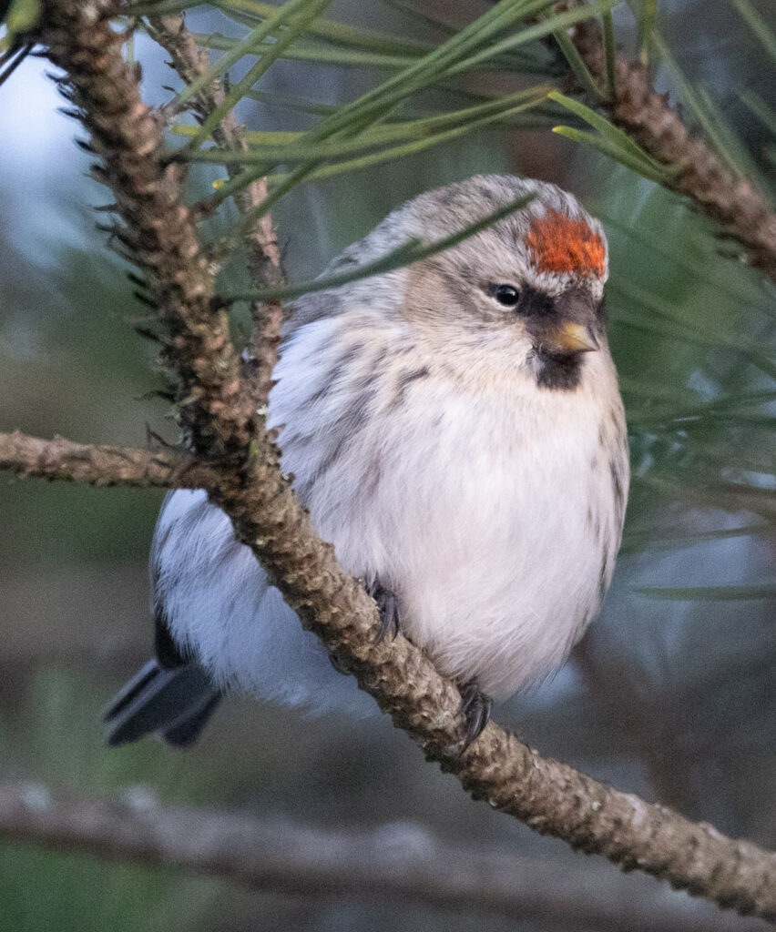 Redpoll