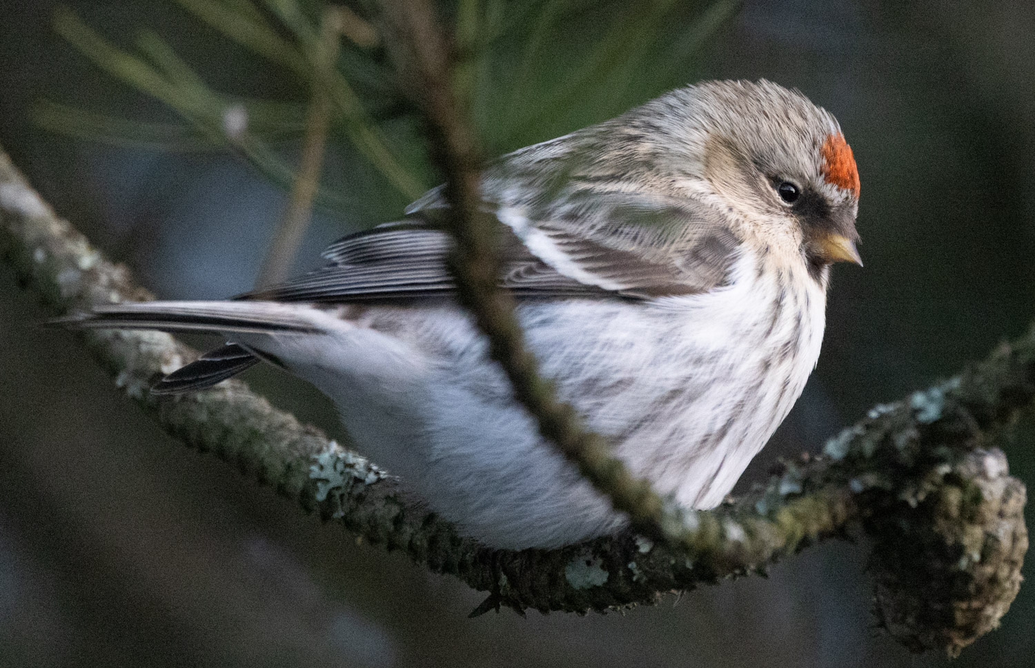 Redpoll