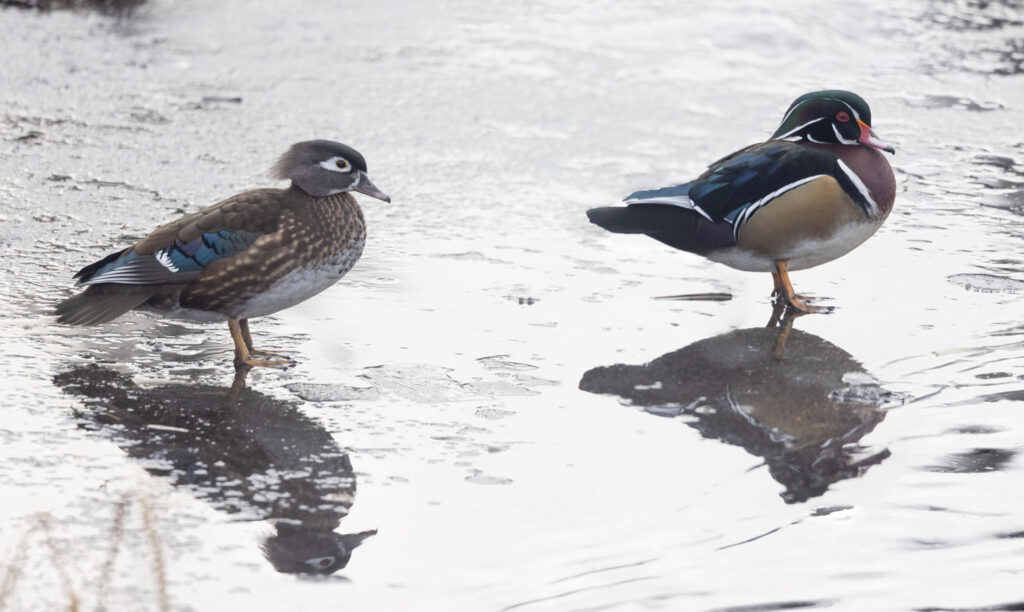 Wood Ducks