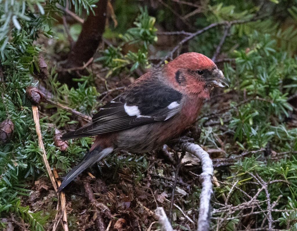 White-winged Crossbill