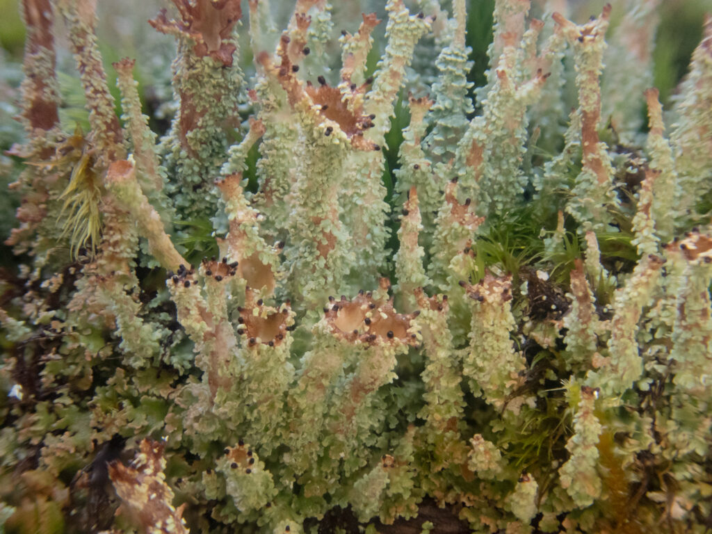 <em>Cladonia squamosa</em>