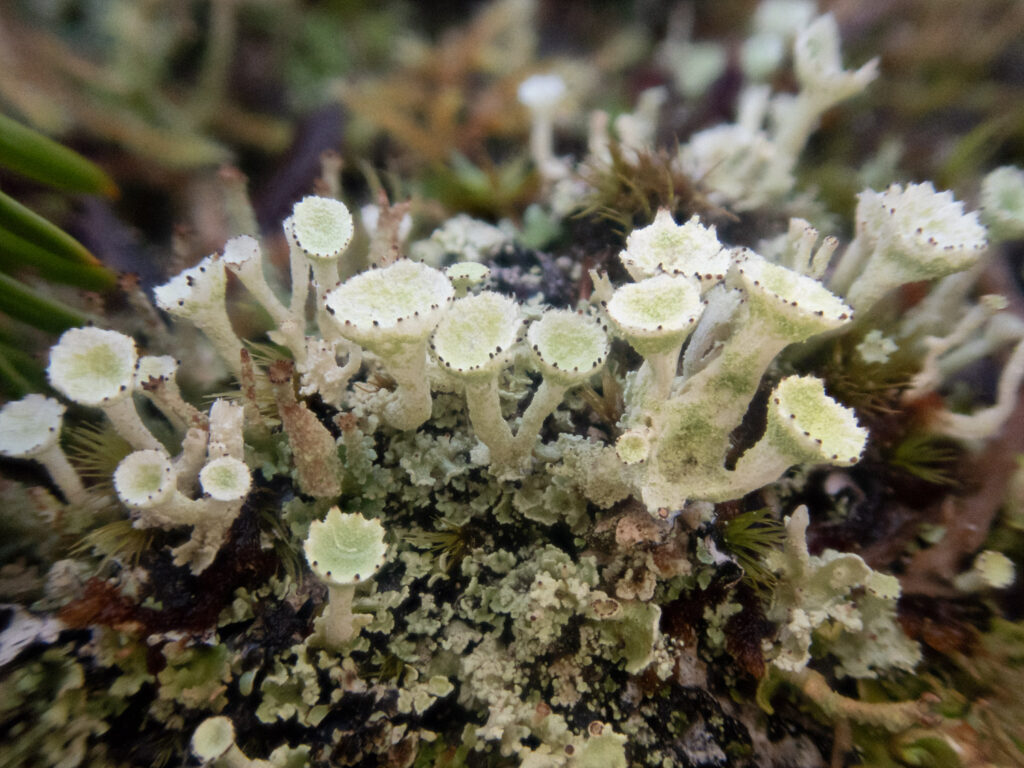 Cladonia carneola