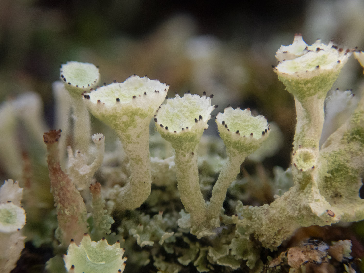 Cladonia carneola