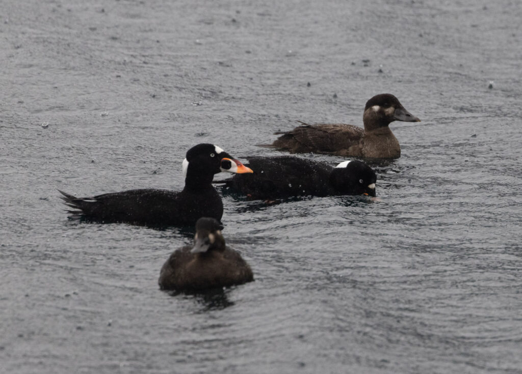 Surf Scoters