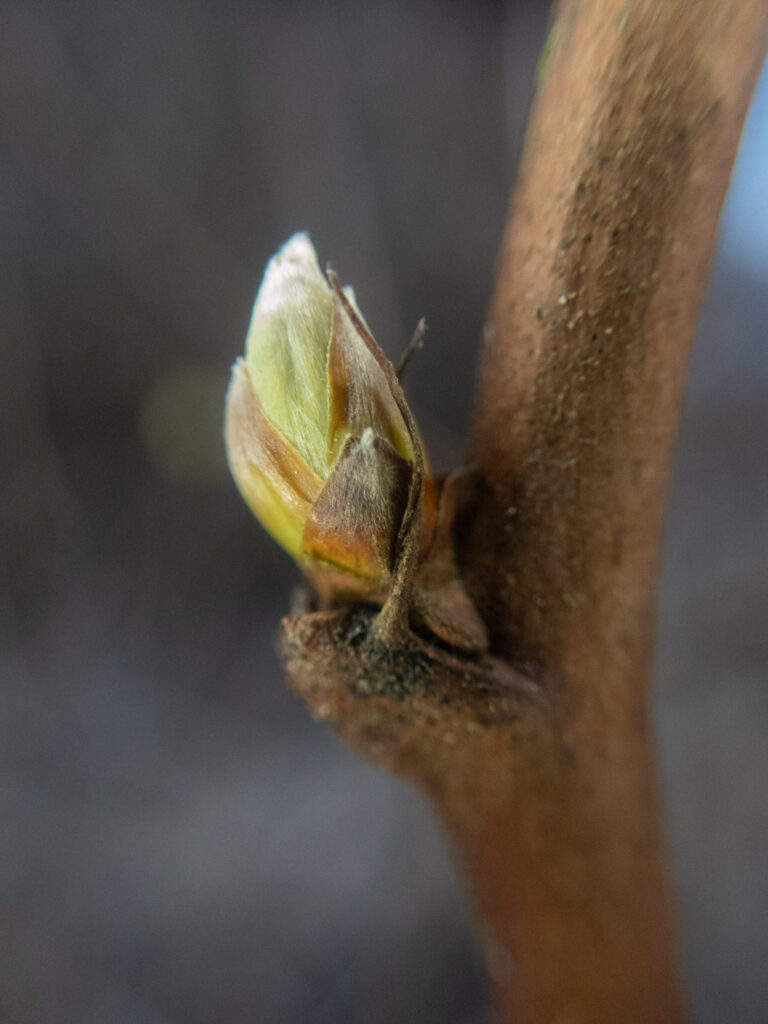 Salmonberry Bud