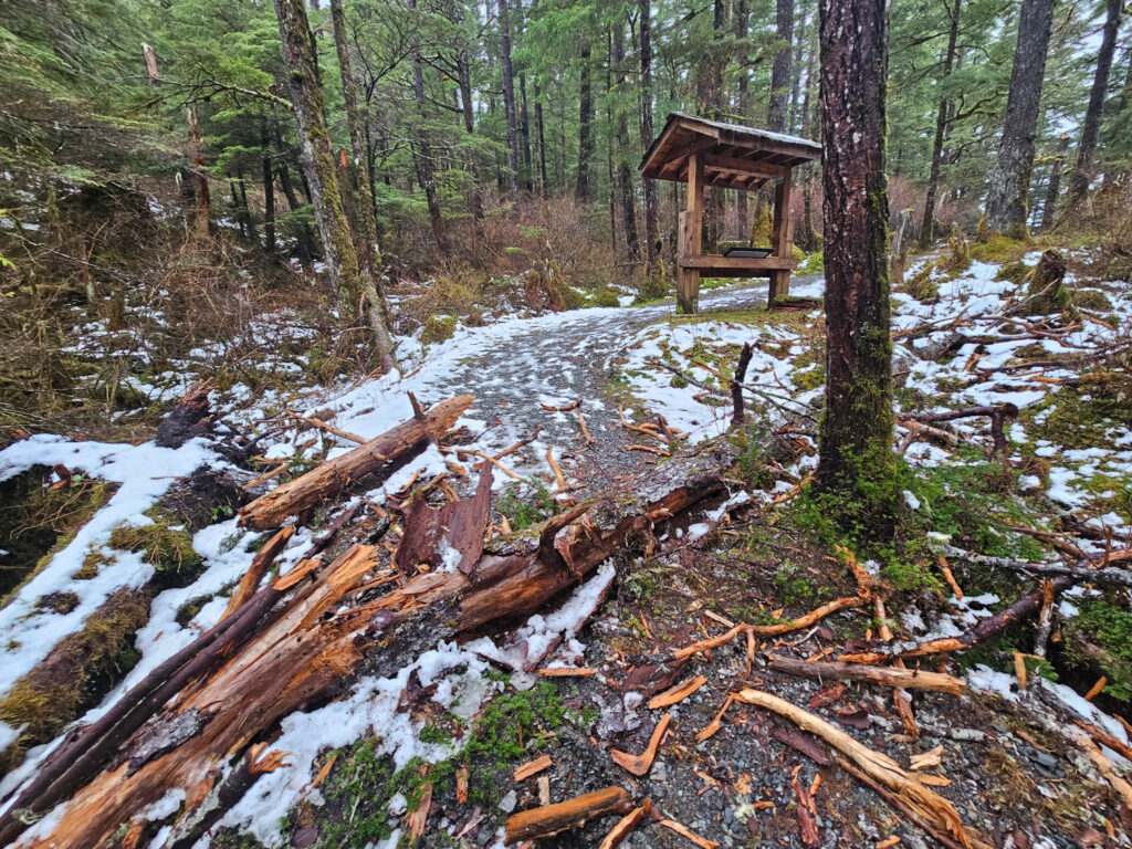 Blowdown on Forest and Muskeg Trail