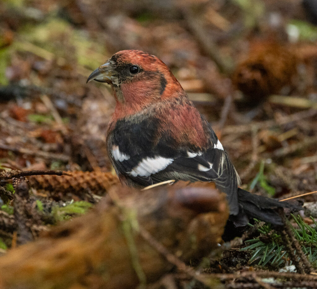 White-winged Crossbill