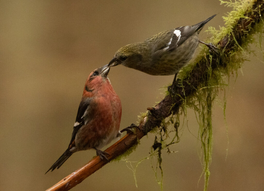 White-winged Crossbills