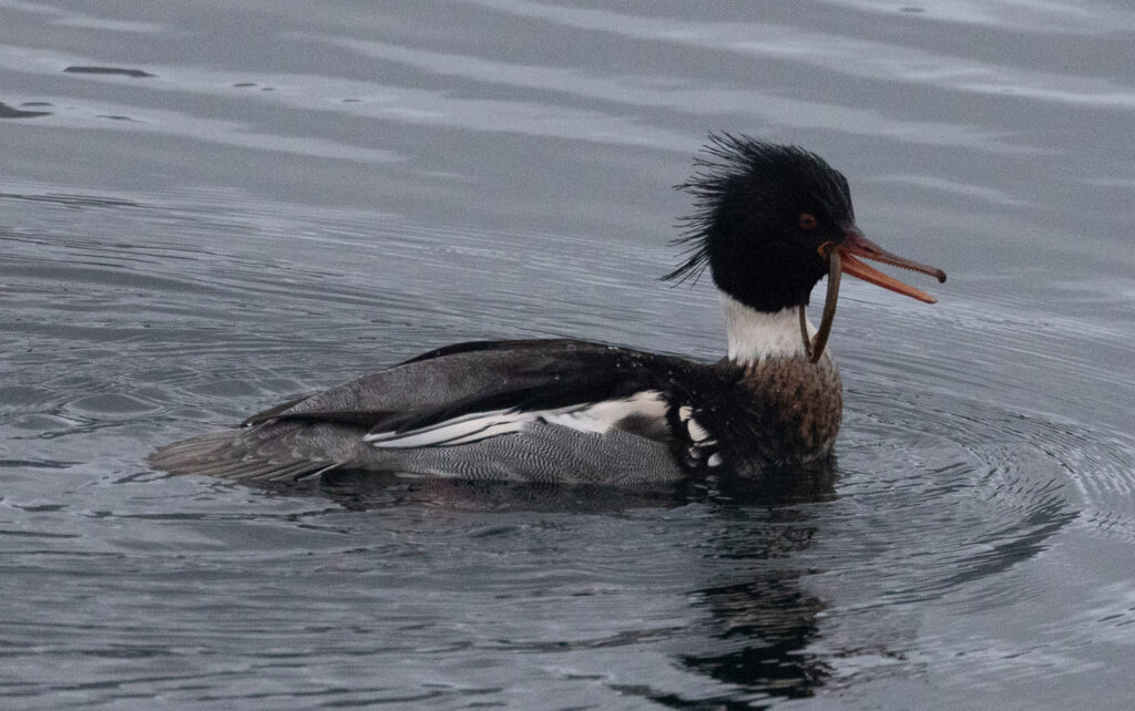 Red-breasted Merganser with Fish