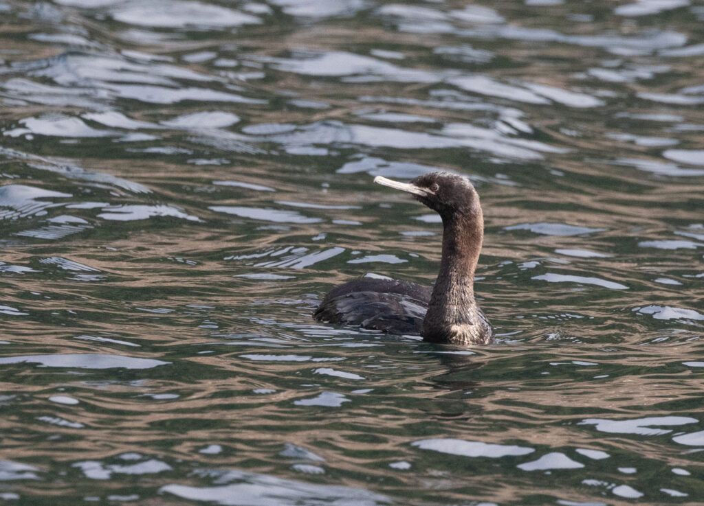 Pelagic Cormorant