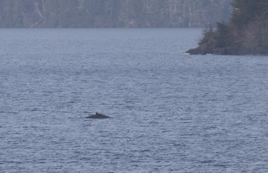 Humpback Whale