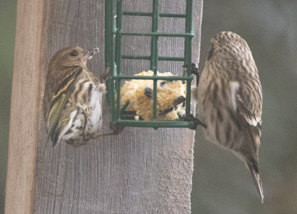 Feeder Finches