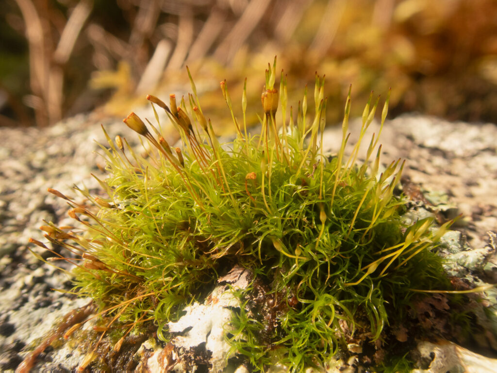 Moss (Cynodontium?)