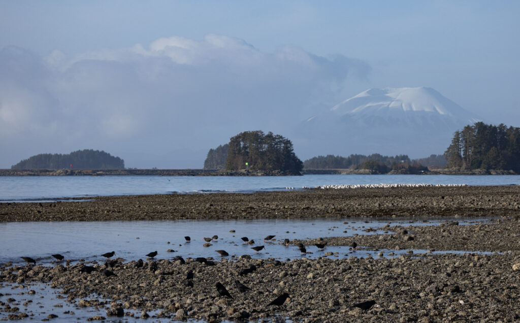 Beach Birds and Mountain