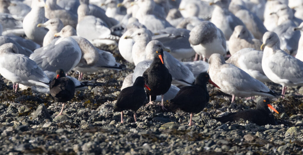 Black Oystercatchers and Gulls