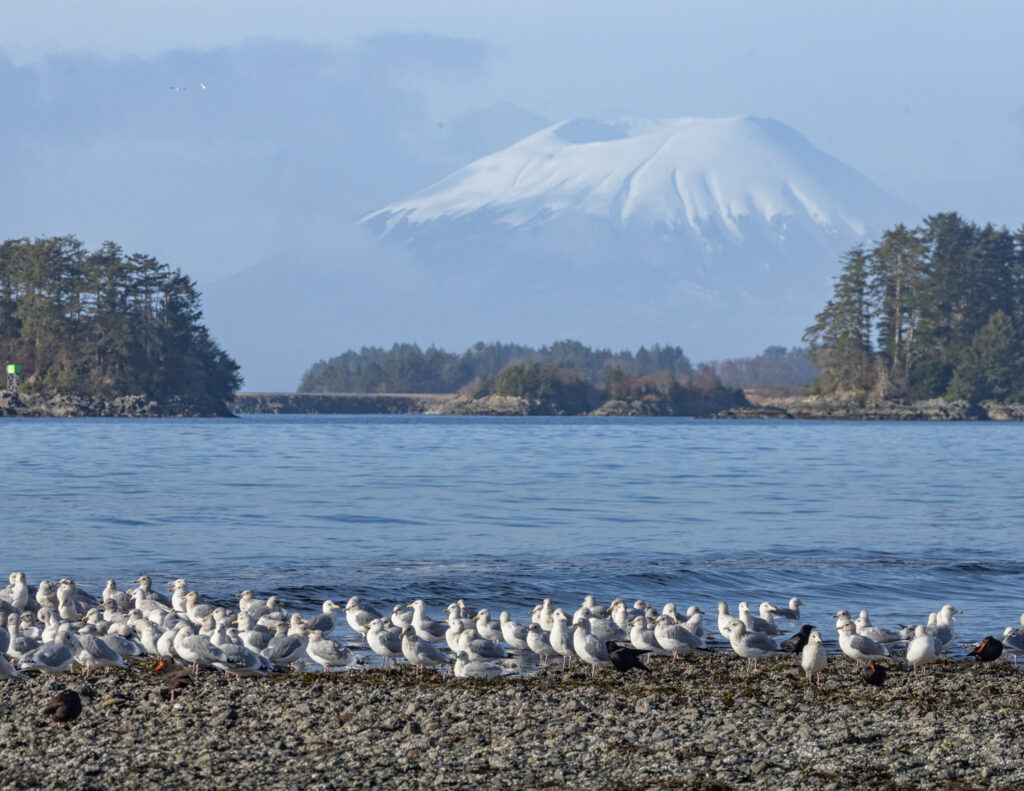 Gulls and Mount Edgecumbe