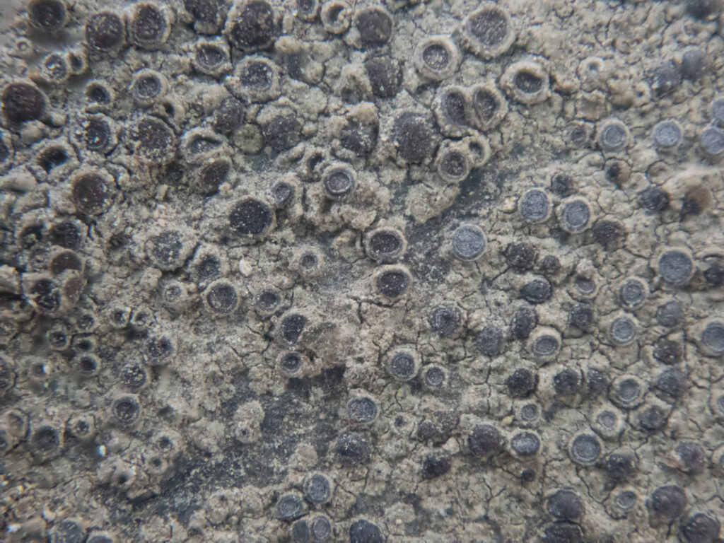 Crust Lichen on Rock