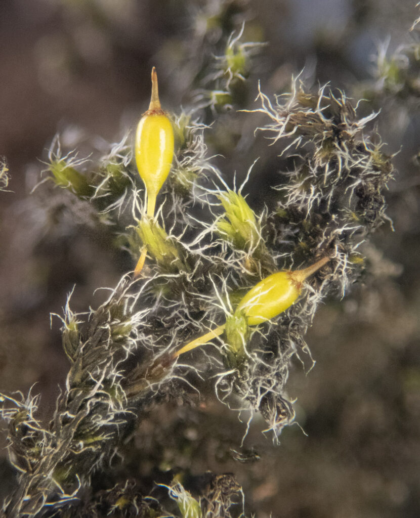 Moss (Racomitrium sp)